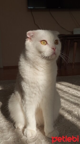 Scottish Fold, Kedi  Casper fotoğrafı