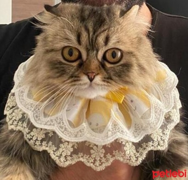 Scottish Fold, Kedi  Luna fotoğrafı