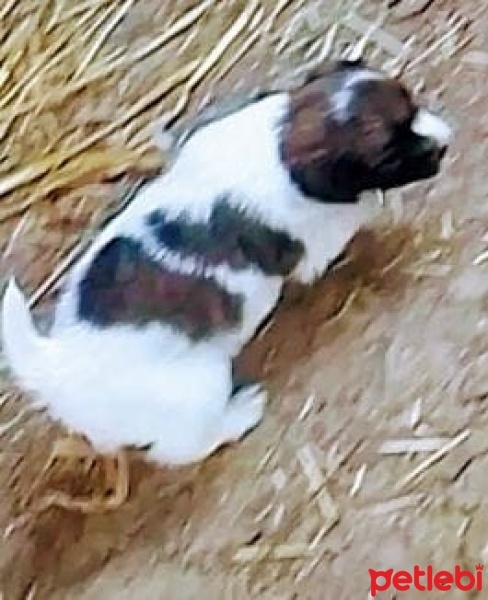 Jack Russell Terrier, Köpek  Küçük Oscar onu sahiplenecek iyi bir yuva arıyor. fotoğrafı
