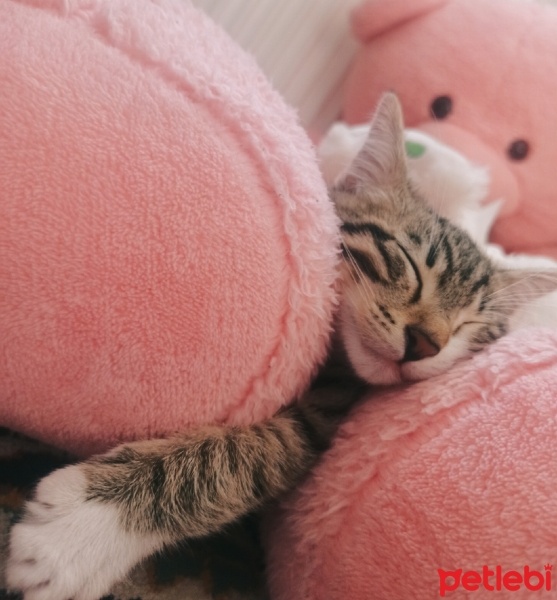 Tekir Kedi, Kedi  Bulut fotoğrafı