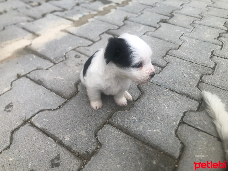 Glen of Imaal Terrier, Köpek  Çarşı fotoğrafı