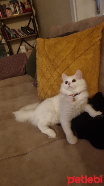 British Longhair, Kedi  Köpük fotoğrafı