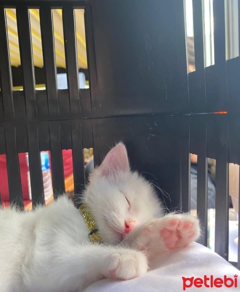 Van Kedisi, Kedi  Pamuk fotoğrafı