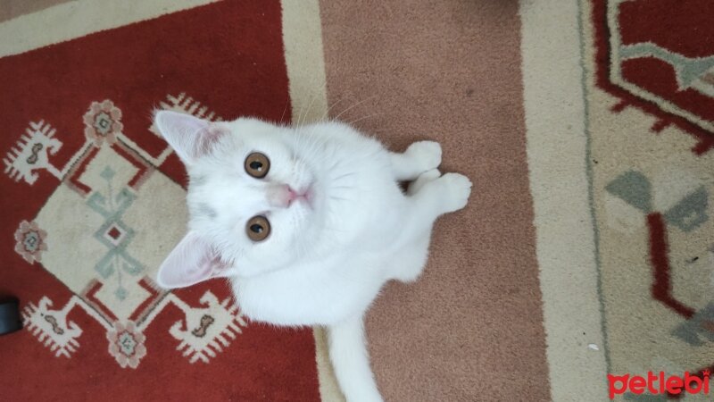 British Shorthair, Kedi  Mia fotoğrafı