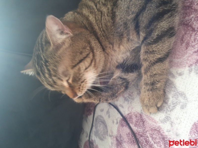 Tekir Kedi, Kedi  Bobo fotoğrafı