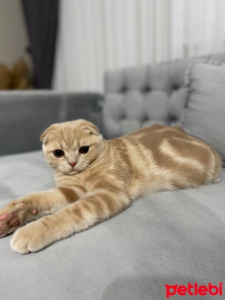 Scottish Fold, Kedi  Limon fotoğrafı