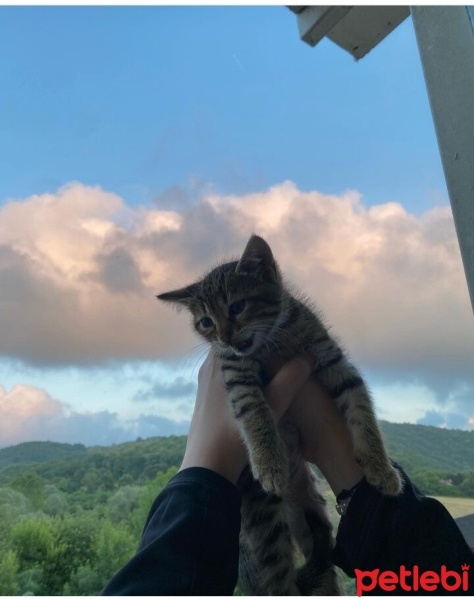 Tekir Kedi, Kedi  Minnoş fotoğrafı