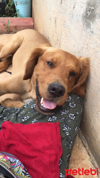 Golden Retriever, Köpek  Badem fotoğrafı