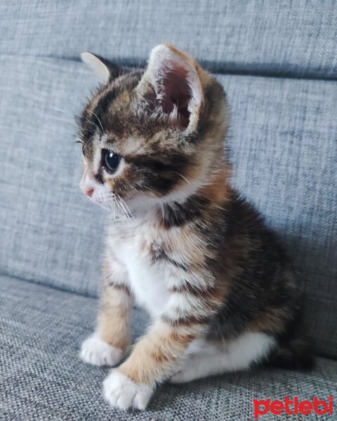 Tekir Kedi, Kedi  Kahve fotoğrafı