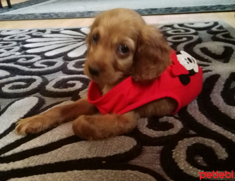 Amerikan Cocker Spaniel, Köpek  Çakıl fotoğrafı