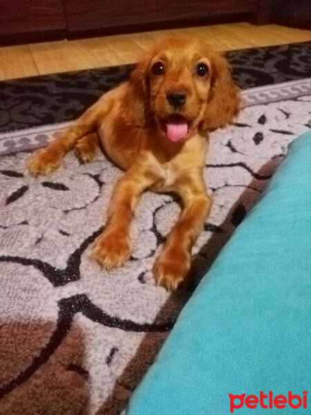 Amerikan Cocker Spaniel, Köpek  Çakıl fotoğrafı