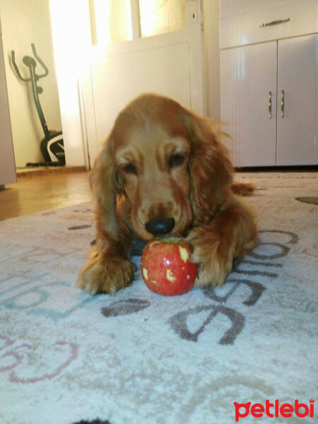 Amerikan Cocker Spaniel, Köpek  Çakıl fotoğrafı