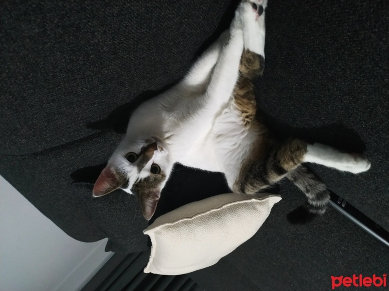 Tekir Kedi, Kedi  Pamuk fotoğrafı