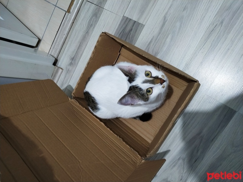 Tekir Kedi, Kedi  Pamuk fotoğrafı