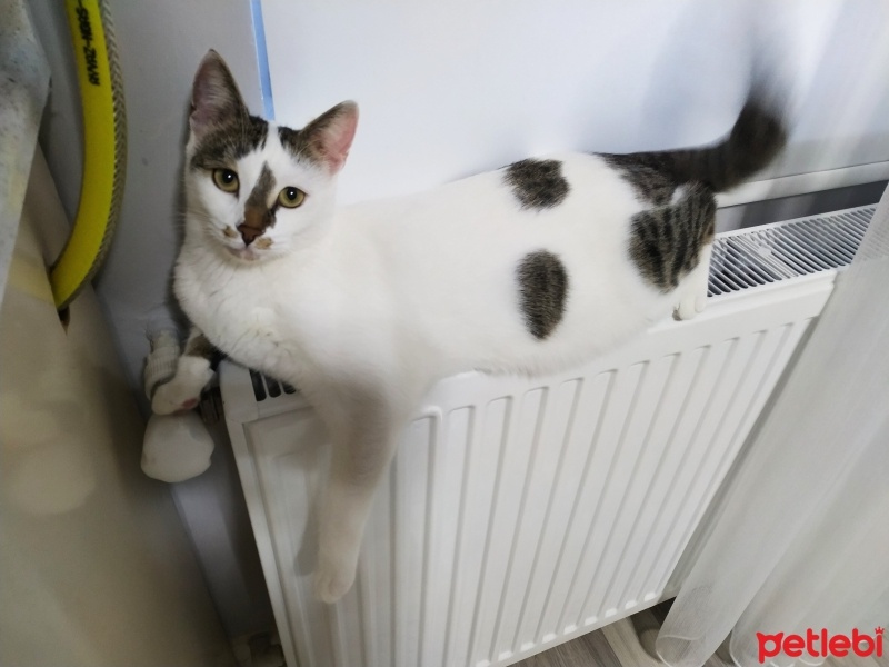Tekir Kedi, Kedi  Pamuk fotoğrafı