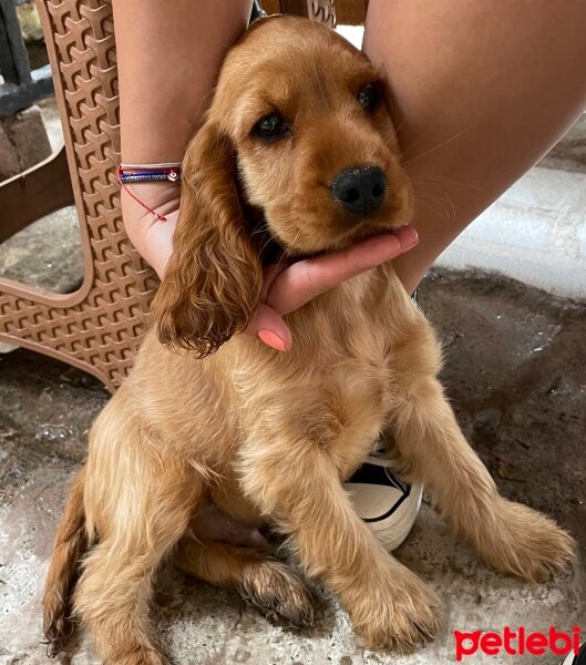 İngiliz Cocker Spaniel, Köpek  Spica fotoğrafı