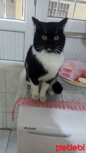 Tekir Kedi, Kedi  Arthur fotoğrafı