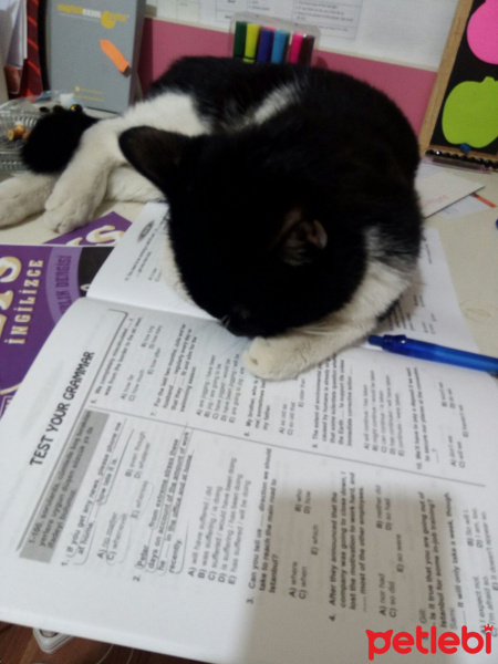 Tekir Kedi, Kedi  Arthur fotoğrafı