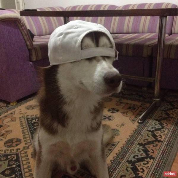 Sibirya Kurdu (Husky), Köpek  Toprak fotoğrafı