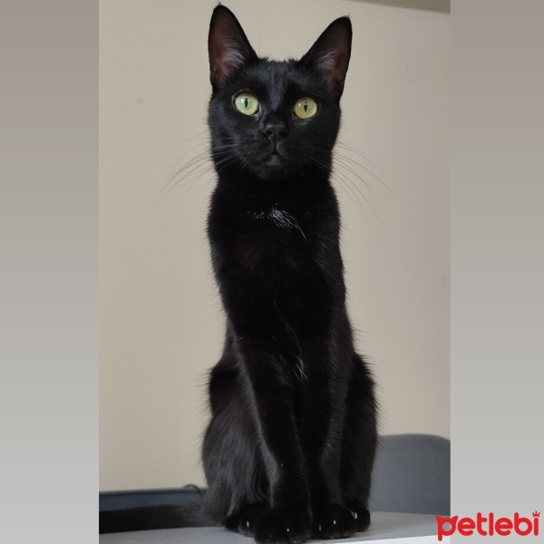 Bombay, Kedi  MAVİ fotoğrafı