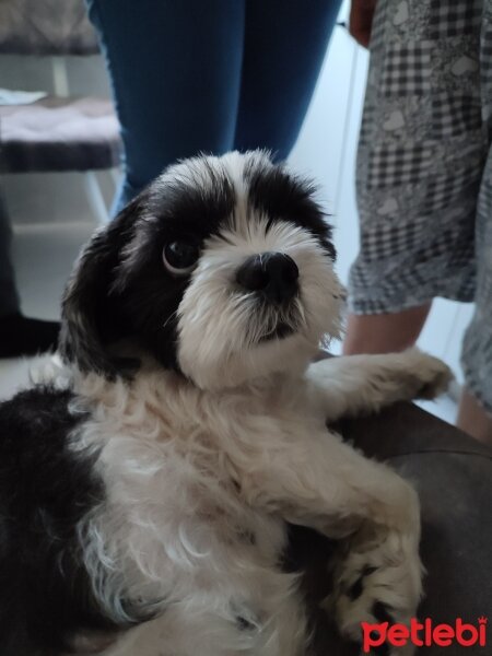 Shih Tzu, Köpek  Lucy fotoğrafı