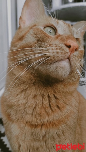Sarman, Kedi  Hardal fotoğrafı