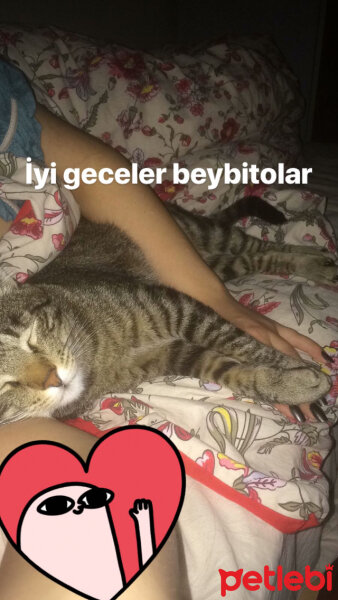 Tekir Kedi, Kedi  Karam fotoğrafı