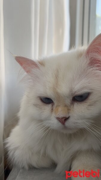 British Longhair, Kedi  Maviş fotoğrafı