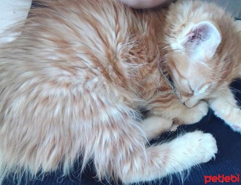 Sarman, Kedi  Çiçek fotoğrafı