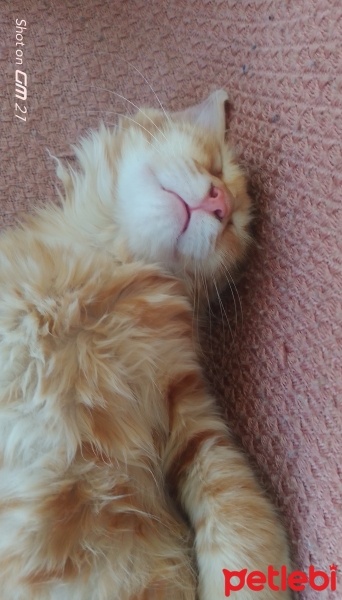 Sarman, Kedi  Çiçek fotoğrafı