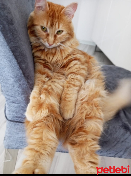 Sarman, Kedi  Çiçek fotoğrafı