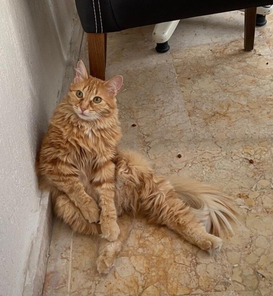 Sarman, Kedi  Çiçek fotoğrafı