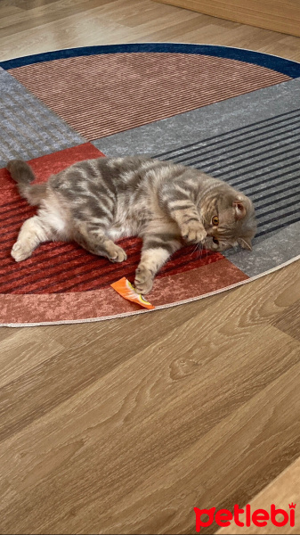 British Shorthair, Kedi  sushi fotoğrafı