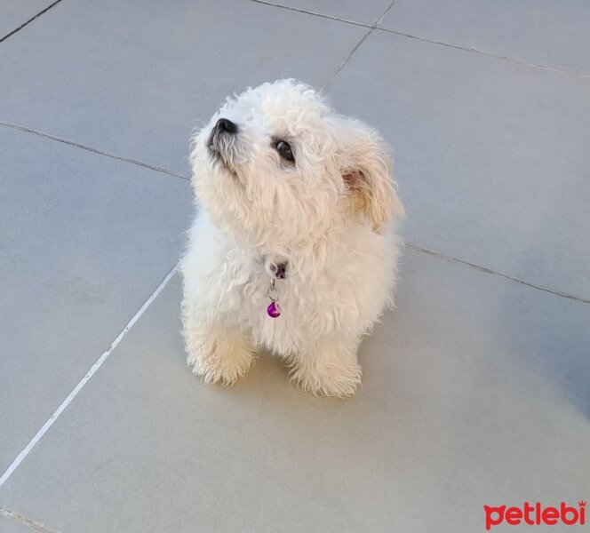 Maltese, Köpek  Mia fotoğrafı