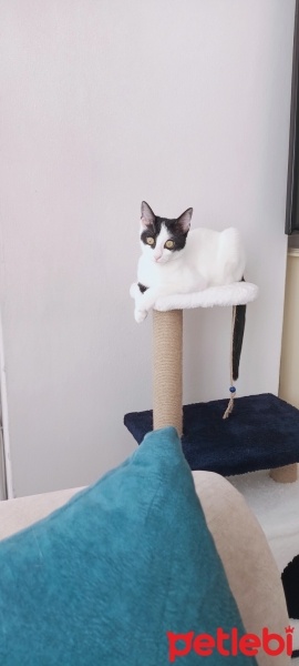 Tuxedo (Smokin) Kedi, Kedi  Firuze fotoğrafı