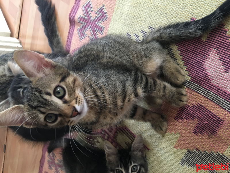 Tekir Kedi, Kedi  pika  fotoğrafı