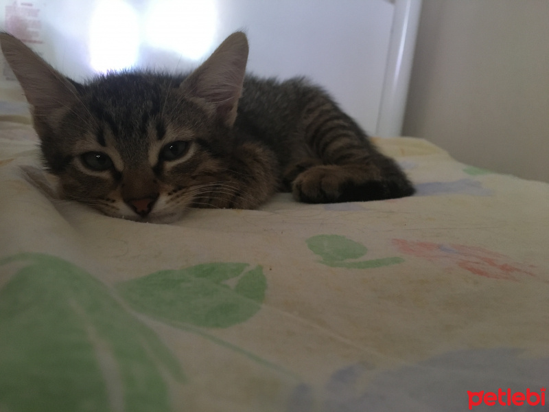 Tekir Kedi, Kedi  pika  fotoğrafı
