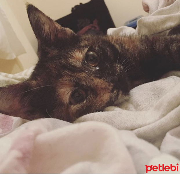 Brazilian Shorthair, Kedi  Caramella  fotoğrafı