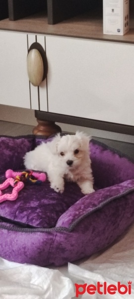 Maltese, Köpek  Barbie fotoğrafı