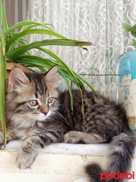 Tekir Kedi, Kedi  Gölge fotoğrafı