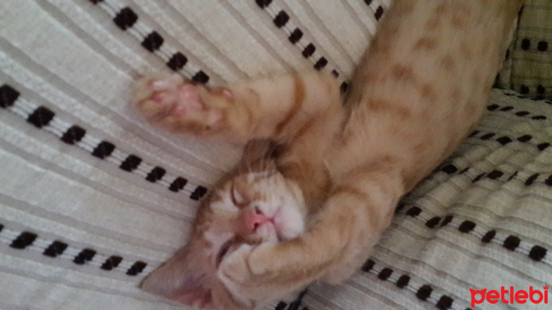 Tekir Kedi, Kedi  masrafsız kedimiz paşaya yeni yuva arıyoruz fotoğrafı