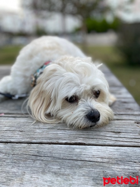 Maltese, Köpek  Başkan fotoğrafı
