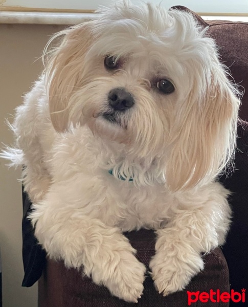 Maltese, Köpek  Başkan fotoğrafı