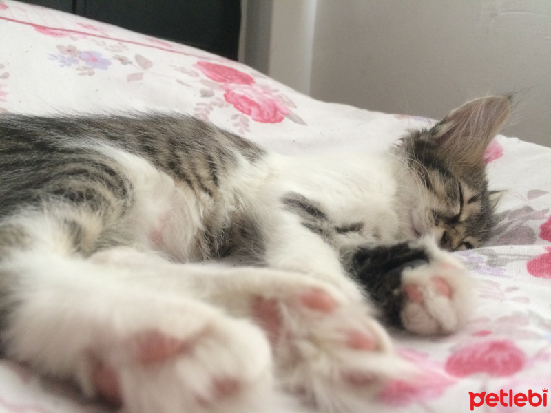 Tekir Kedi, Kedi  Salda fotoğrafı