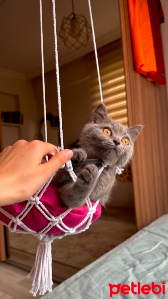 British Shorthair, Kedi  Mia fotoğrafı