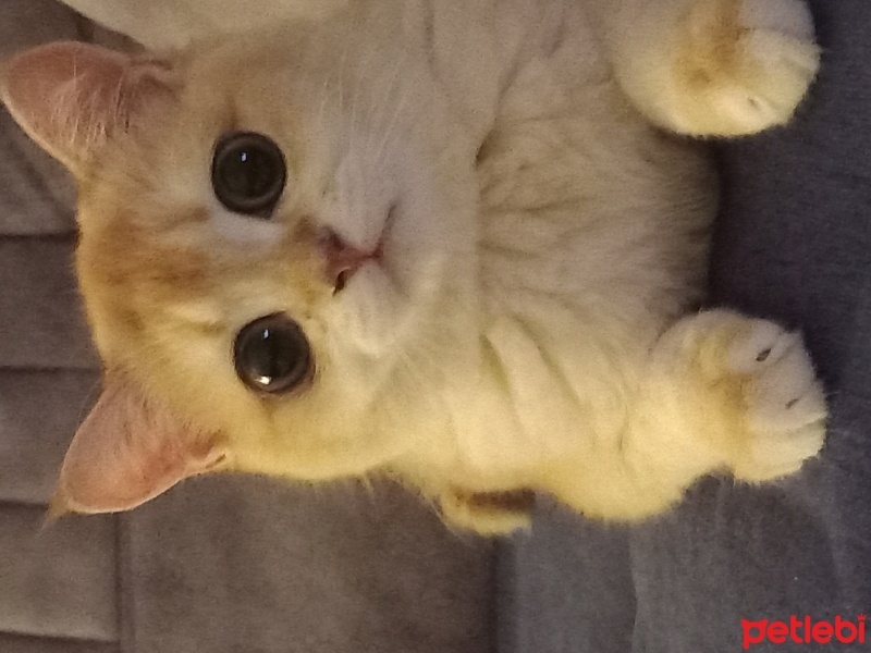 British Shorthair, Kedi  Balım fotoğrafı