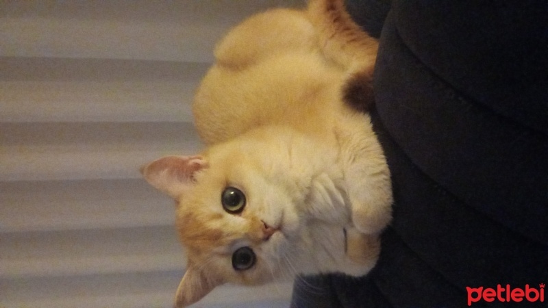 British Shorthair, Kedi  Balım fotoğrafı