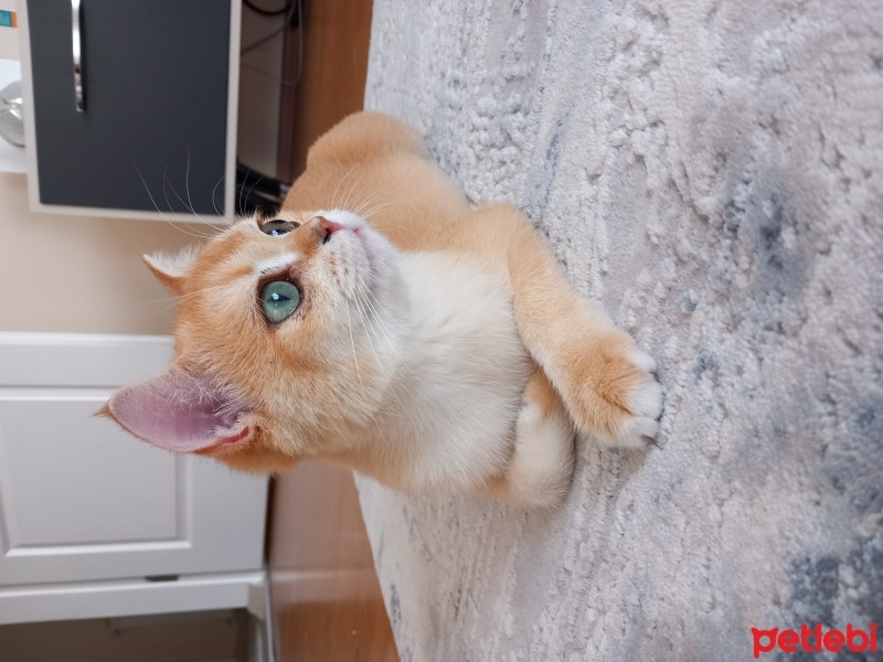 British Shorthair, Kedi  Balım fotoğrafı