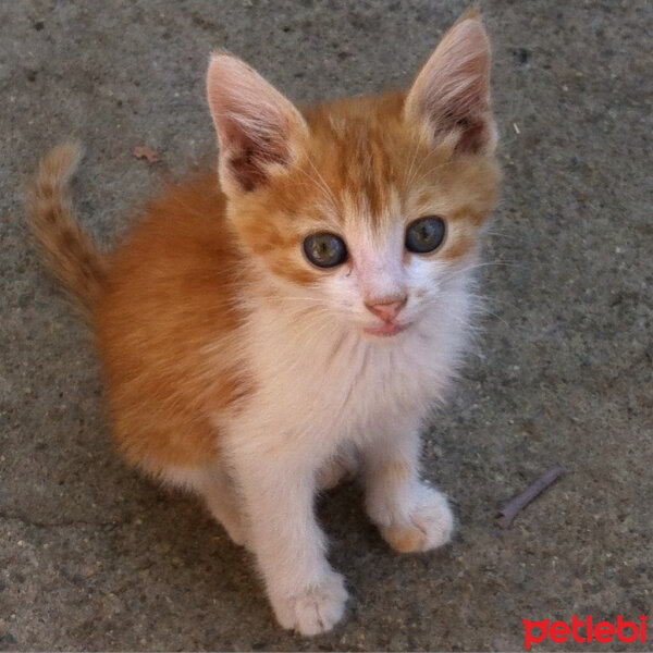 Somali, Kedi  Pamuk fotoğrafı