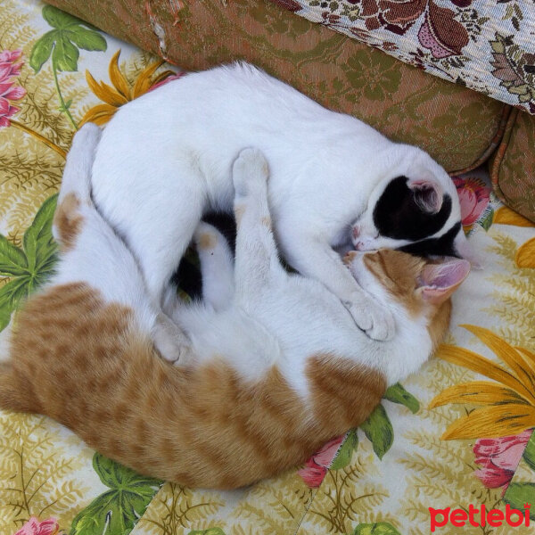 Somali, Kedi  Pamuk fotoğrafı